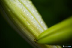 開花遅れそう