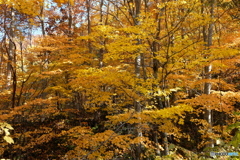 黄葉輝いて