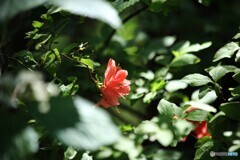 森の彩り