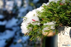 今日は開かない