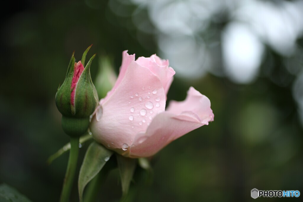 雨上がり