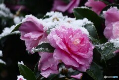 雪纏う冬の花