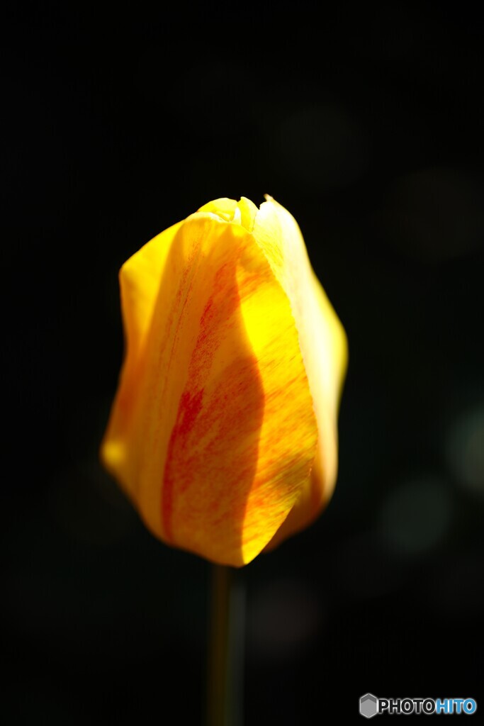 花開く時