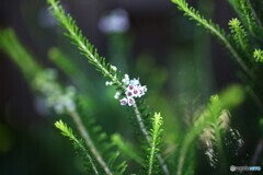 庭の小さな主張