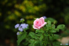 初々しく
