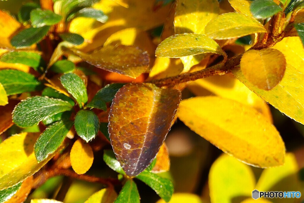 黄葉輝いて