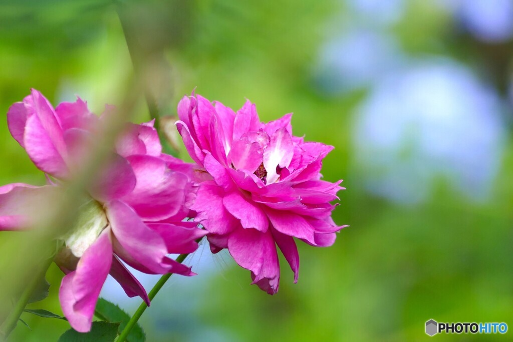 夏の午後