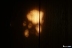 照