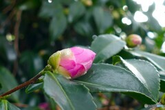 大きく膨らんで