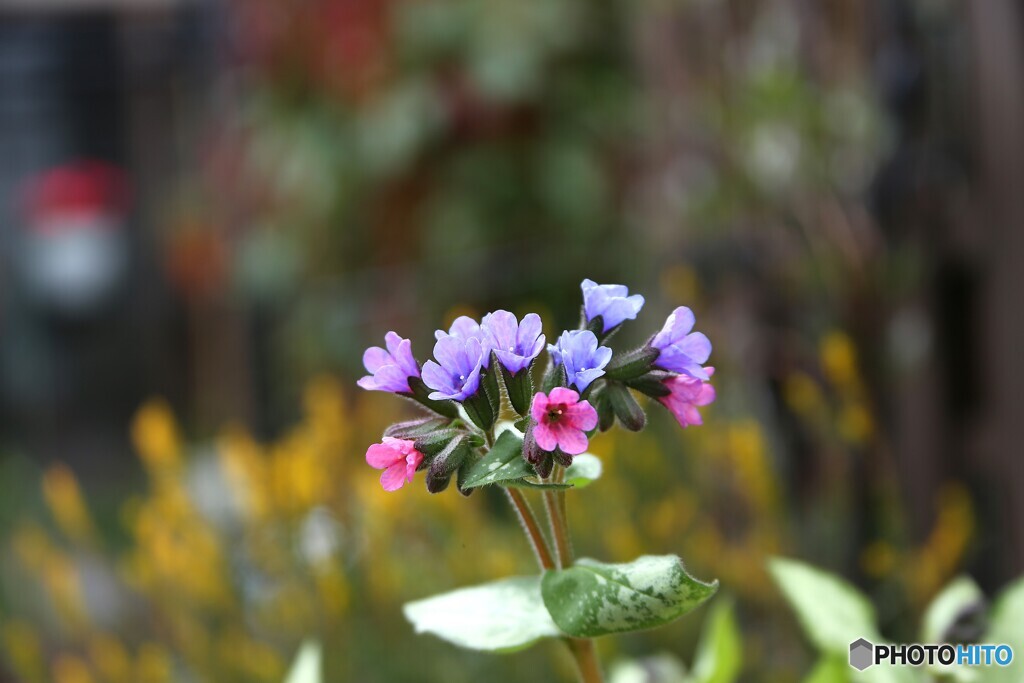 小さな花束