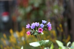 小さな花束