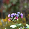 小さな花束