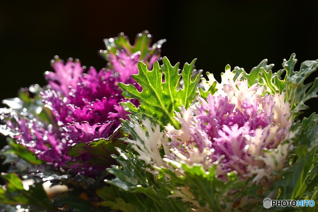 寒さに負けない