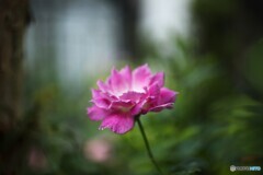何とか頑張りたい