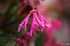 嫌な雨