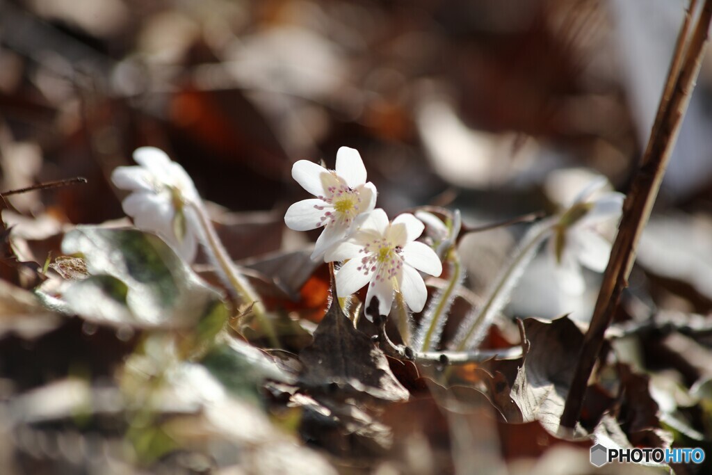 春陽に誘われて