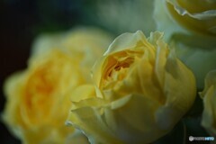 春よ来い