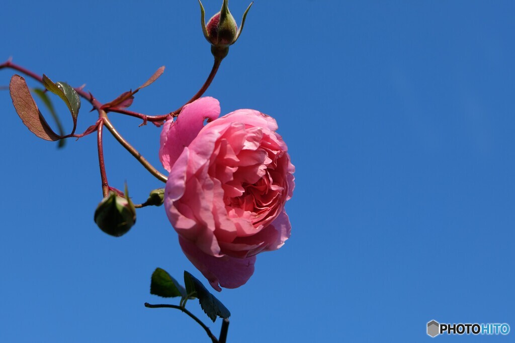 ゆらゆらと冬空