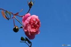 ゆらゆらと冬空