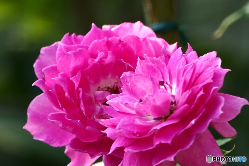 華やか