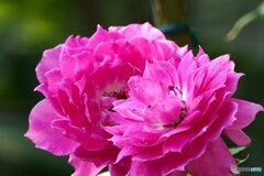 華やか