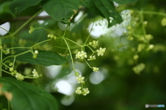 森に守られて