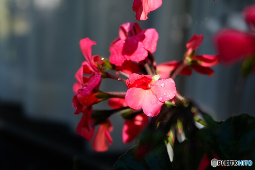 貴重な晩秋の陽