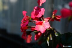 貴重な晩秋の陽