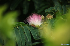 夏花