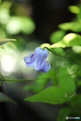 もう直ぐ暑さが