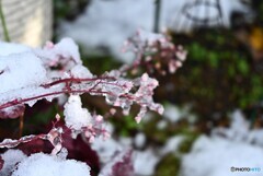 氷花