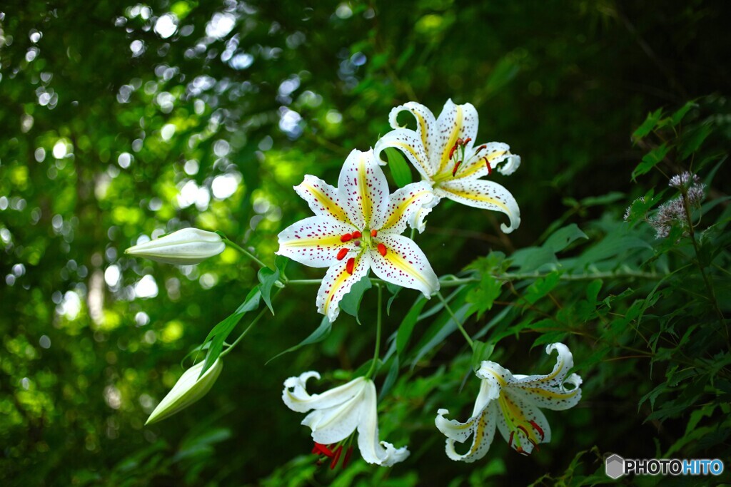 夏風に揺れて