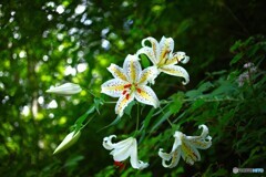 夏風に揺れて