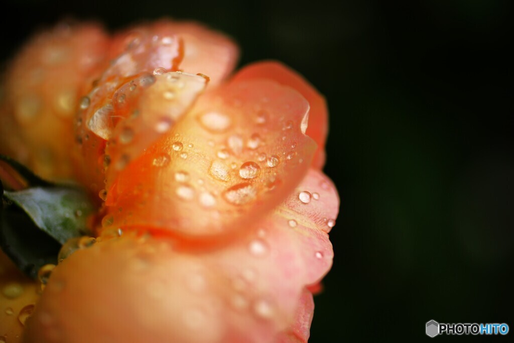 久し振りの雨