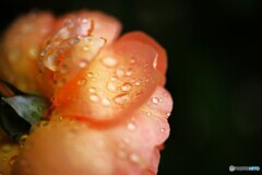 久し振りの雨