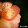 久し振りの雨
