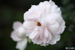清楚