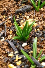 春近し少しづつ