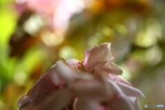 芯