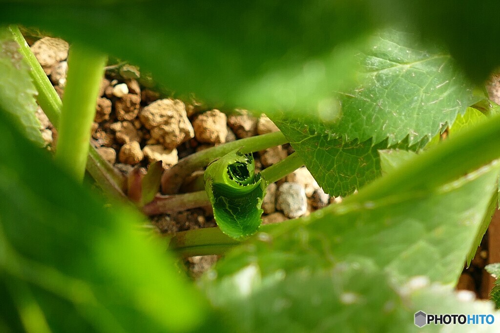 来春まで待ってね