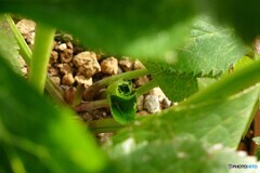 来春まで待ってね