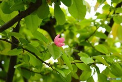 初夏の風の中で