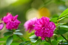 茹だる暑さの中で