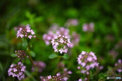 小さな花園