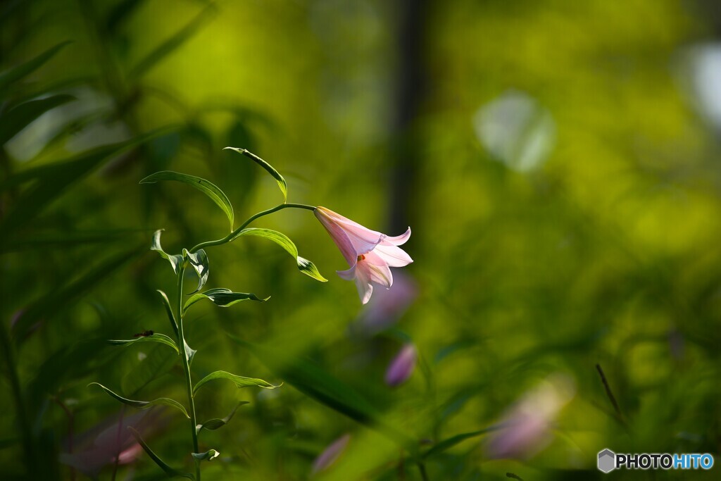 物想う