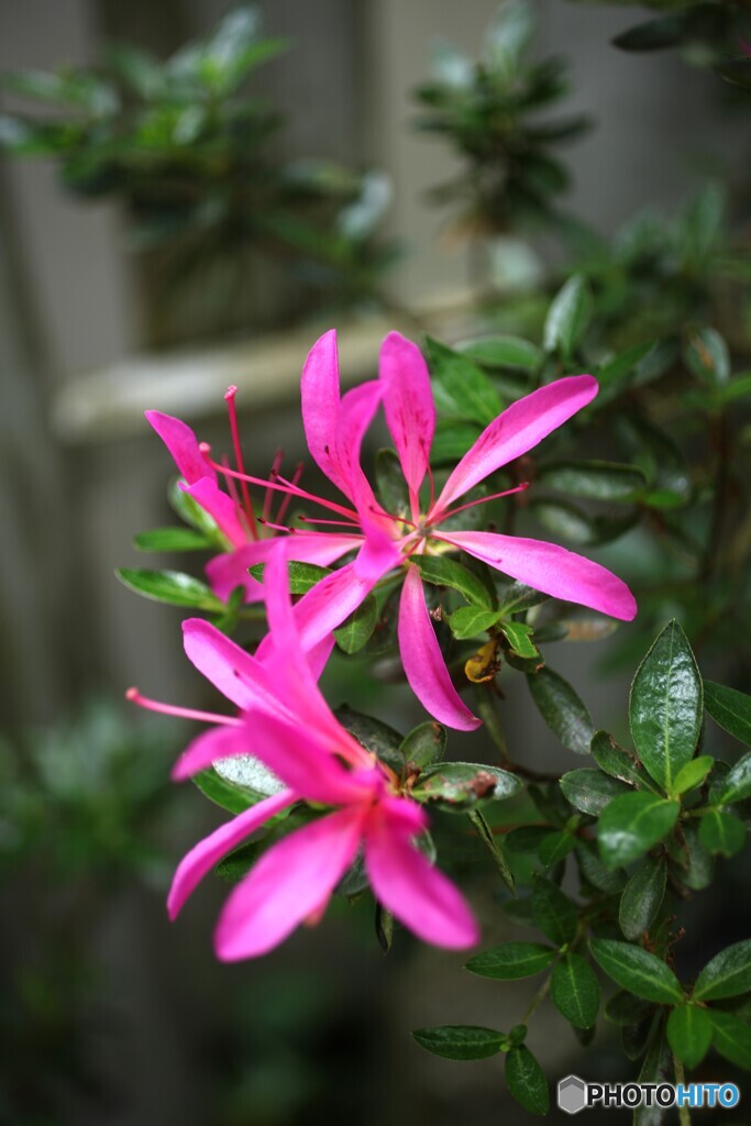 五月花
