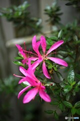 五月花