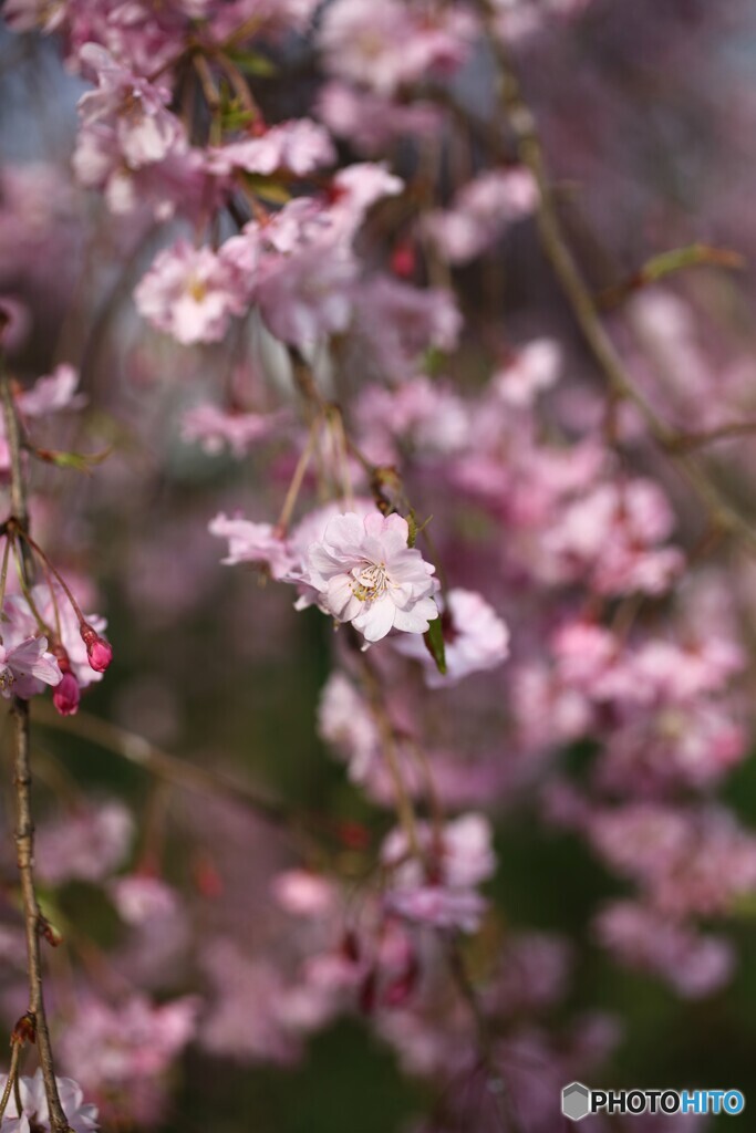 春陽桜色