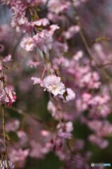春陽桜色
