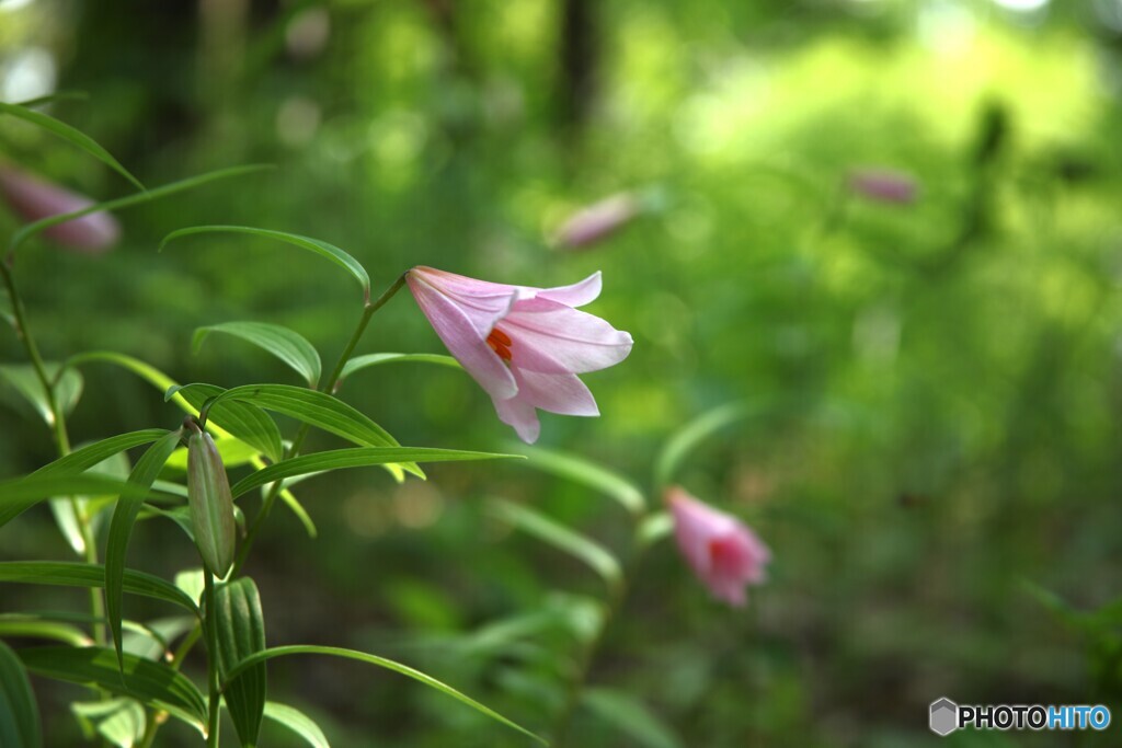 初夏の風に揺られて